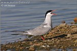 Common Tern