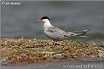 Common Tern