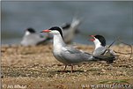 Common Tern