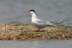 Common Tern