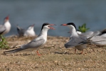 Common Tern