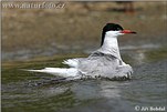 Common Tern