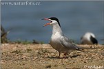 Common Tern