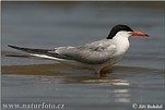 Common Tern