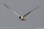 Common Tern