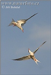 Common Tern