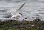 Common Tern