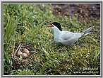 Common Tern