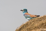 Coracias garrulus