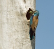 Coracias garrulus