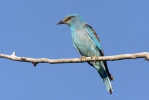 Coracias garrulus