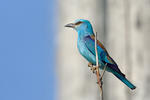 Coracias garrulus