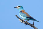 Coracias garrulus