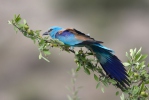 Coracias garrulus