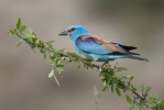 Coracias garrulus