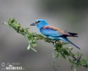 Coracias garrulus