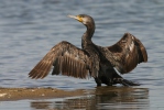 Cormorán grande