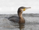 Cormorán grande