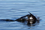 Cormorán grande