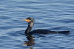 Cormorán grande