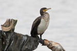 Cormorán grande