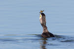 Cormorán grande