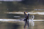 Cormorán grande