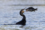 Cormorán grande