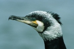 Cormorán grande