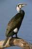 Cormorán grande