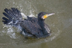 Cormorán grande