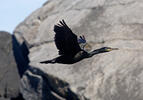 Cormorán moñudo