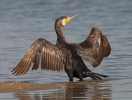 Cormorano comune