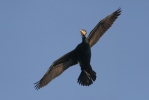 Cormorano comune