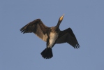 Cormorano comune