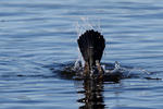 Cormorano comune