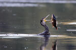 Cormorano comune