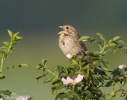 Corn Bunting