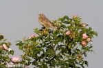 Corn Bunting