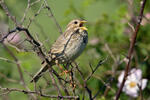 Corn Bunting