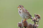 Corn Bunting