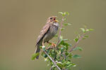 Corn Bunting