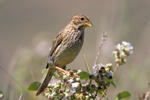 Corn Bunting