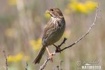 Corn Bunting