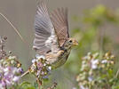 Corn Bunting