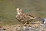 Corn Bunting