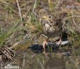 Corn Bunting