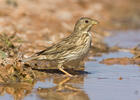 Corn Bunting