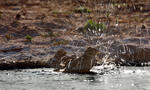 Corn Bunting