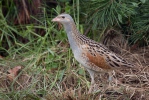 Corn Crake